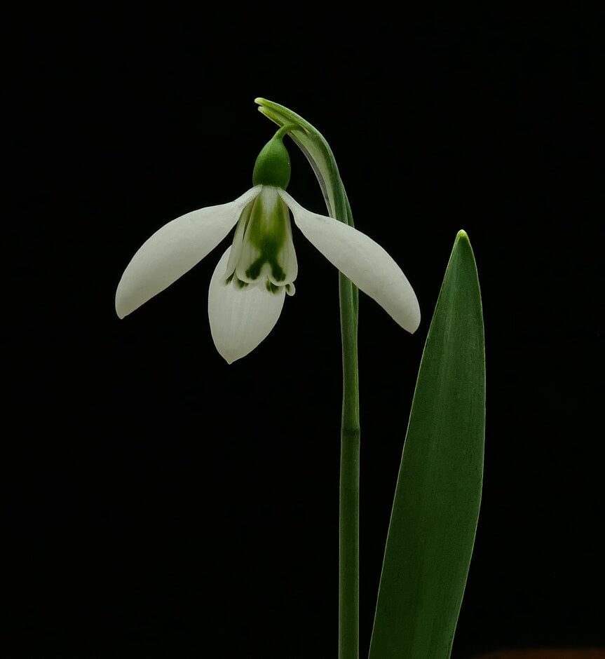 snowdrop 'Fieldgate Prelude'
