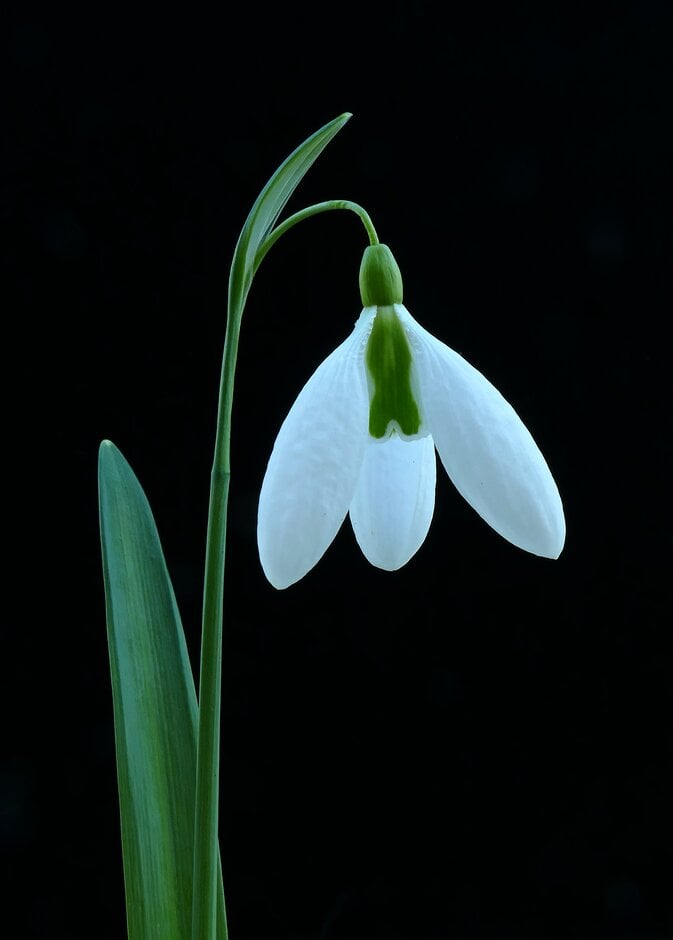 snowdrop 'Fieldgate Superb'