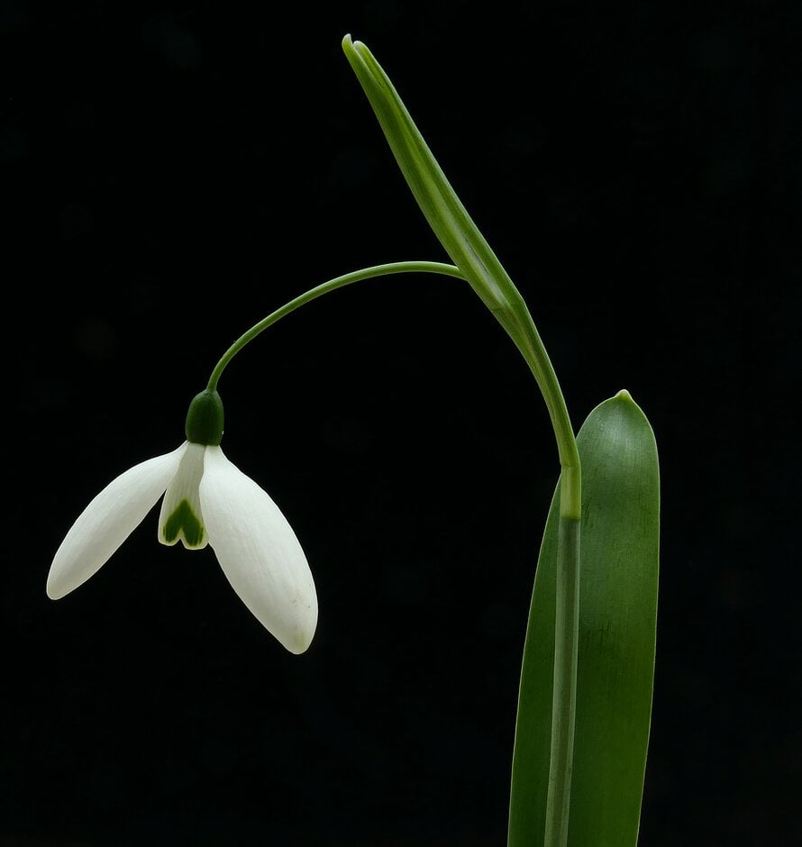 snowdrop 'Fly Fishing'