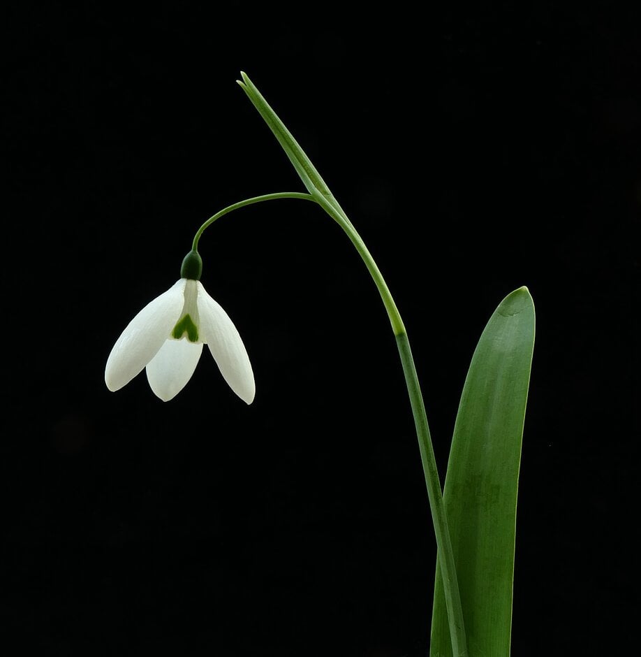 snowdrop 'Fly Fishing'
