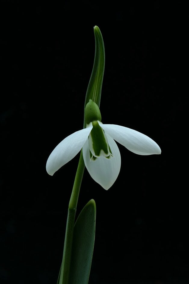 snowdrop 'George Elwes'