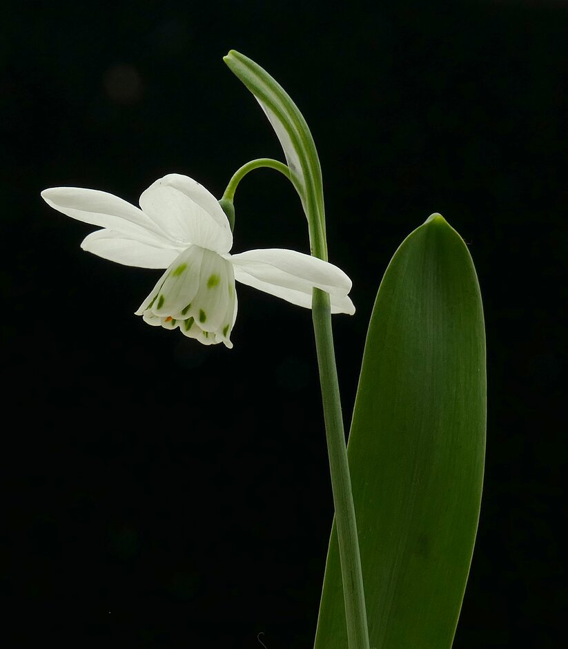 greater snowdrop 'Godfrey Owen'