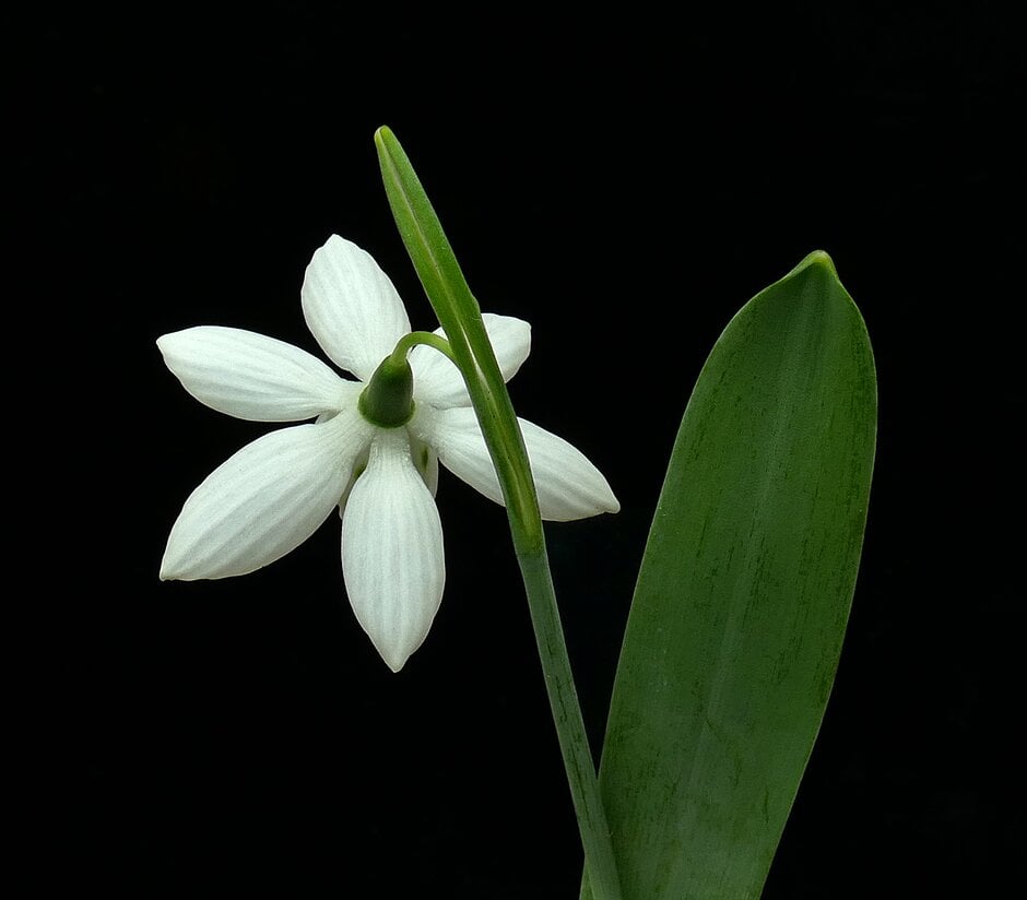 greater snowdrop 'Godfrey Owen'