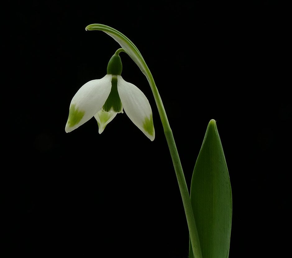 greater snowdrop 'Green Brush'