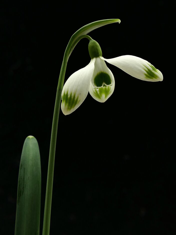 snowdrop 'Greenfinch'