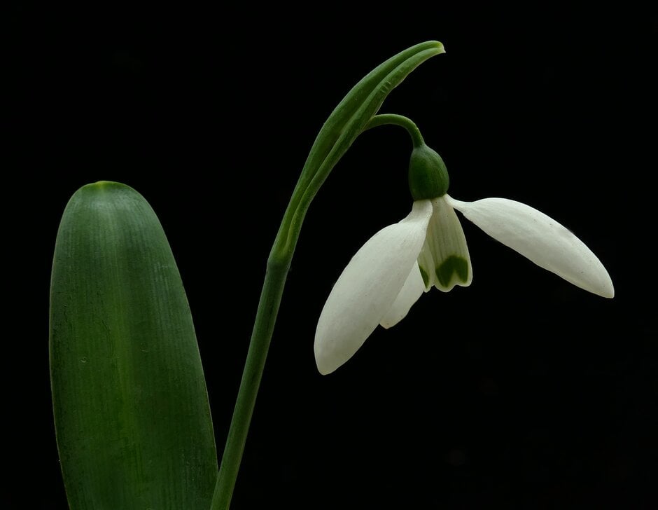 greater snowdrop Hiemalis Group