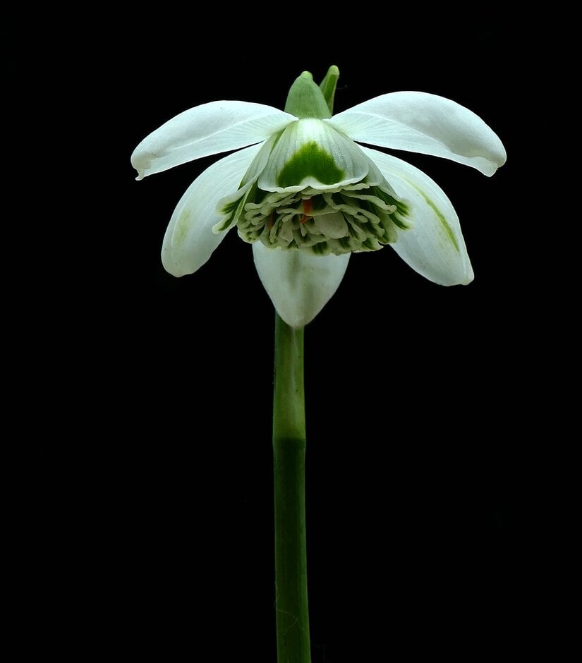 snowdrop 'Hill Poë'