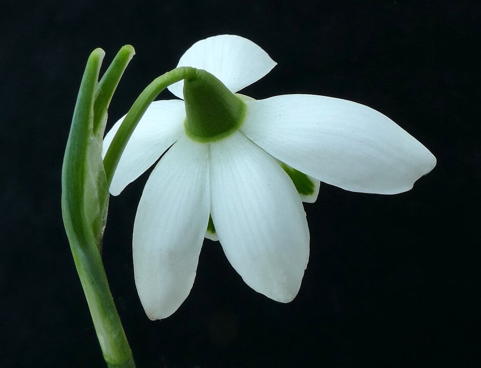 snowdrop 'Hill Poë'