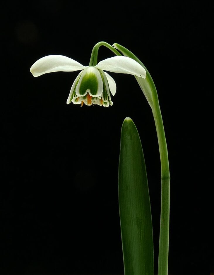 snowdrop 'Hippolyta'