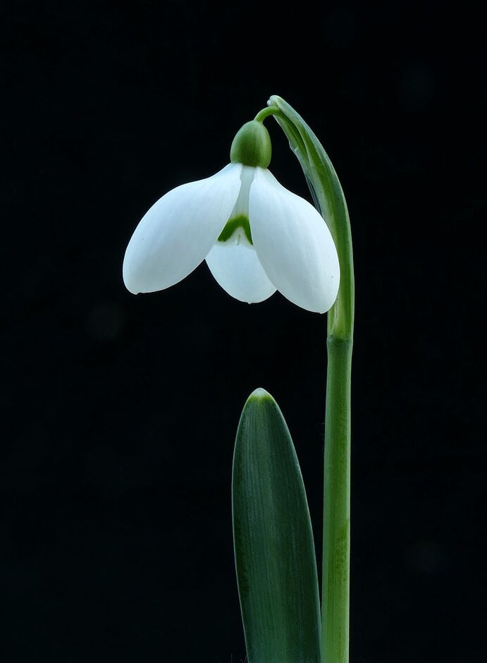 snowdrop 'Icicle'