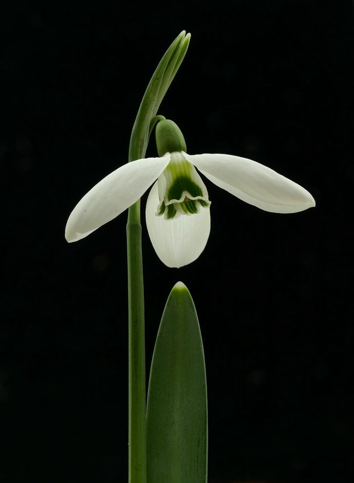 snowdrop 'Imbolc'