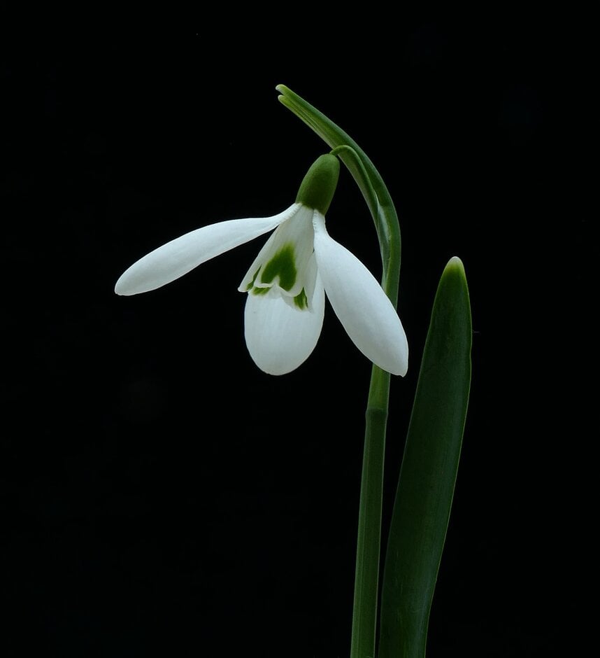snowdrop 'James Backhouse'