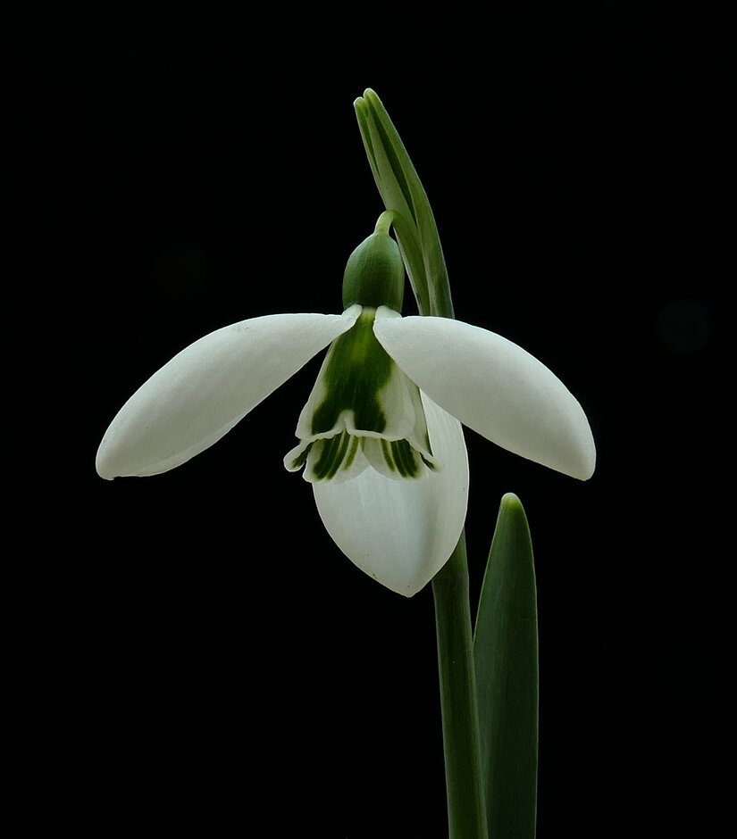 snowdrop 'John Gray'