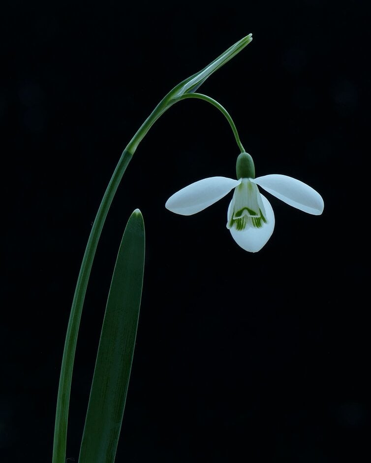 snowdrop 'Ketton'