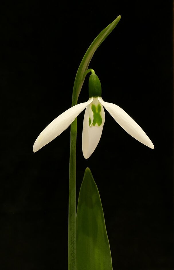 greater snowdrop 'Kite'