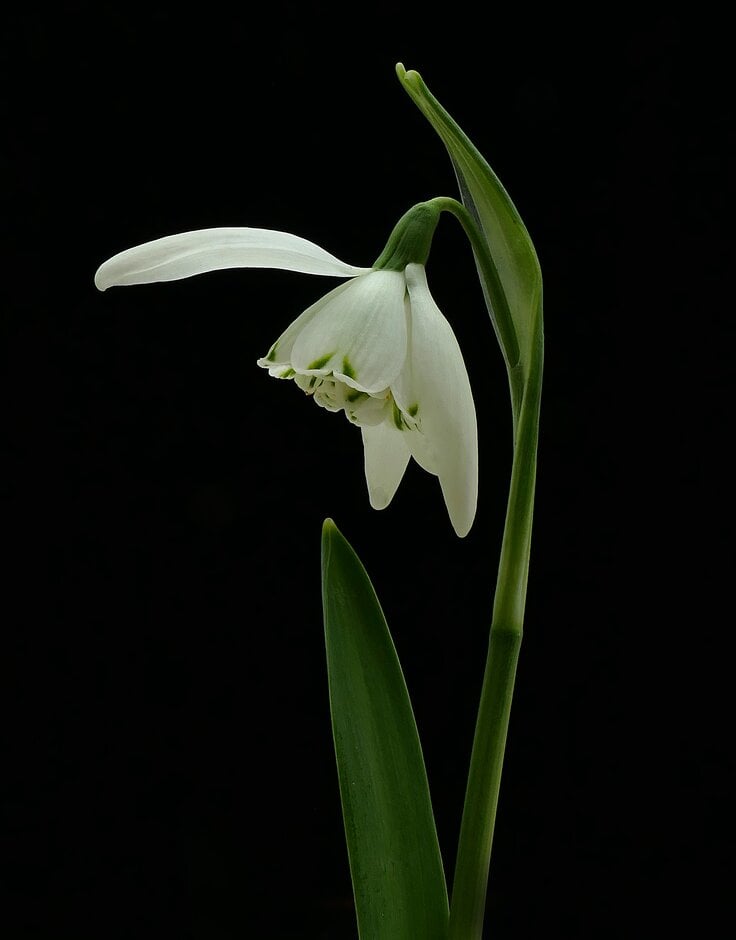 snowdrop 'Lady Beatrix Stanley'