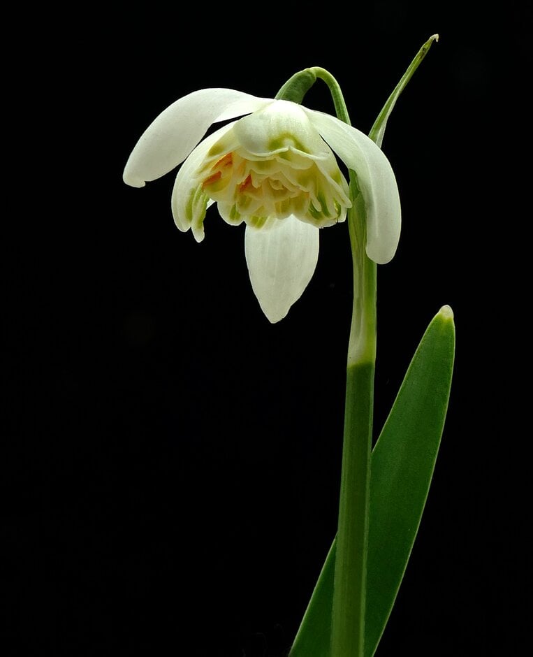 snowdrop 'Lady Elphinstone'