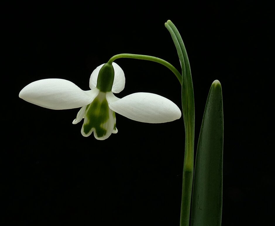 snowdrop 'Lapwing'