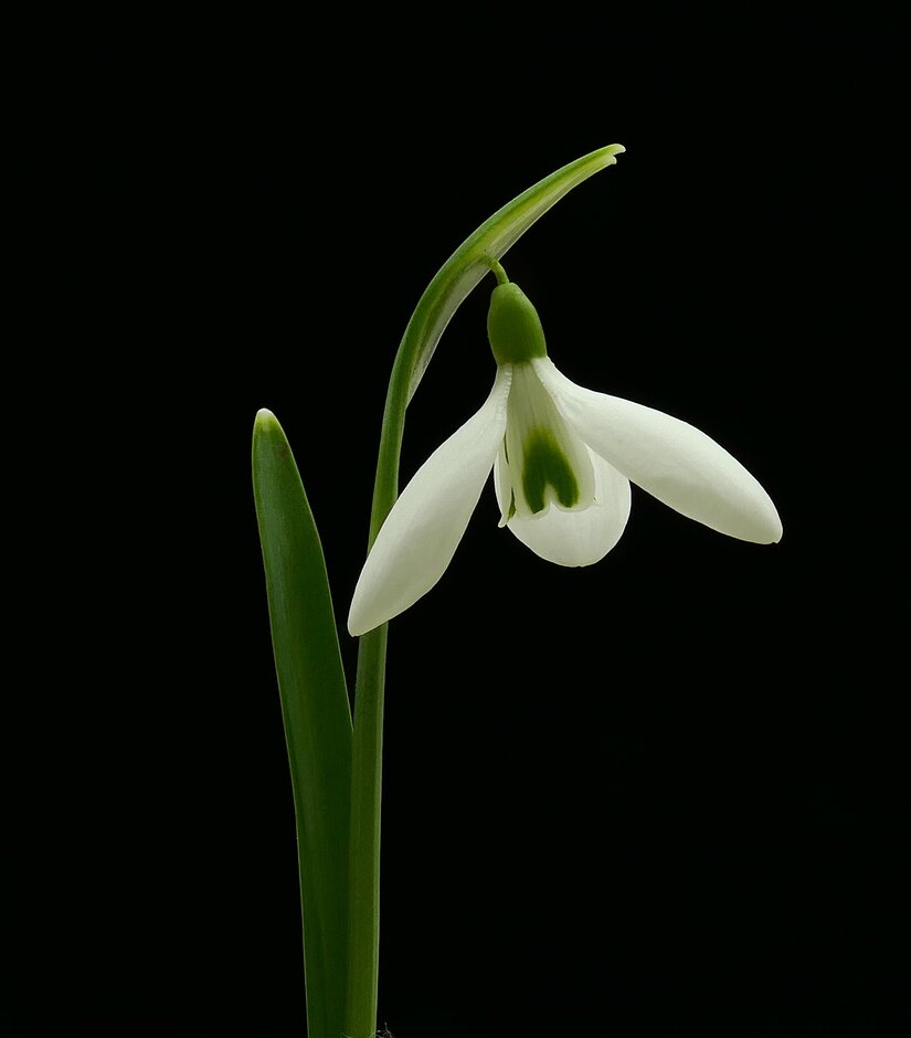 snowdrop 'Limetree'