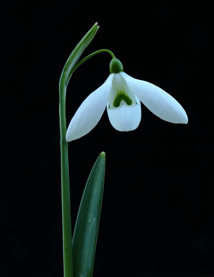snowdrop 'Little Ben'