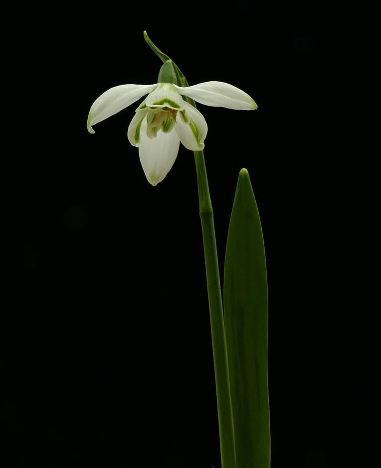 snowdrop 'Longworth Double'