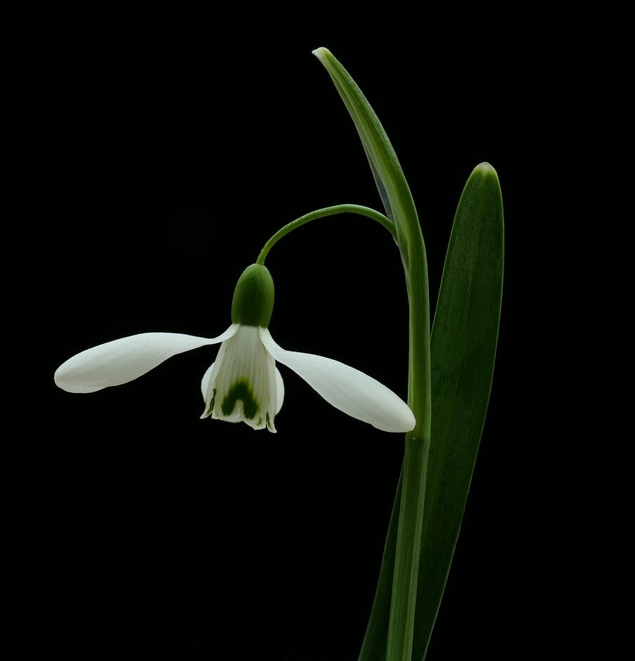snowdrop 'Magnet'
