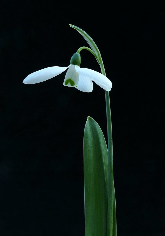 greater snowdrop 'Marjorie Brown'