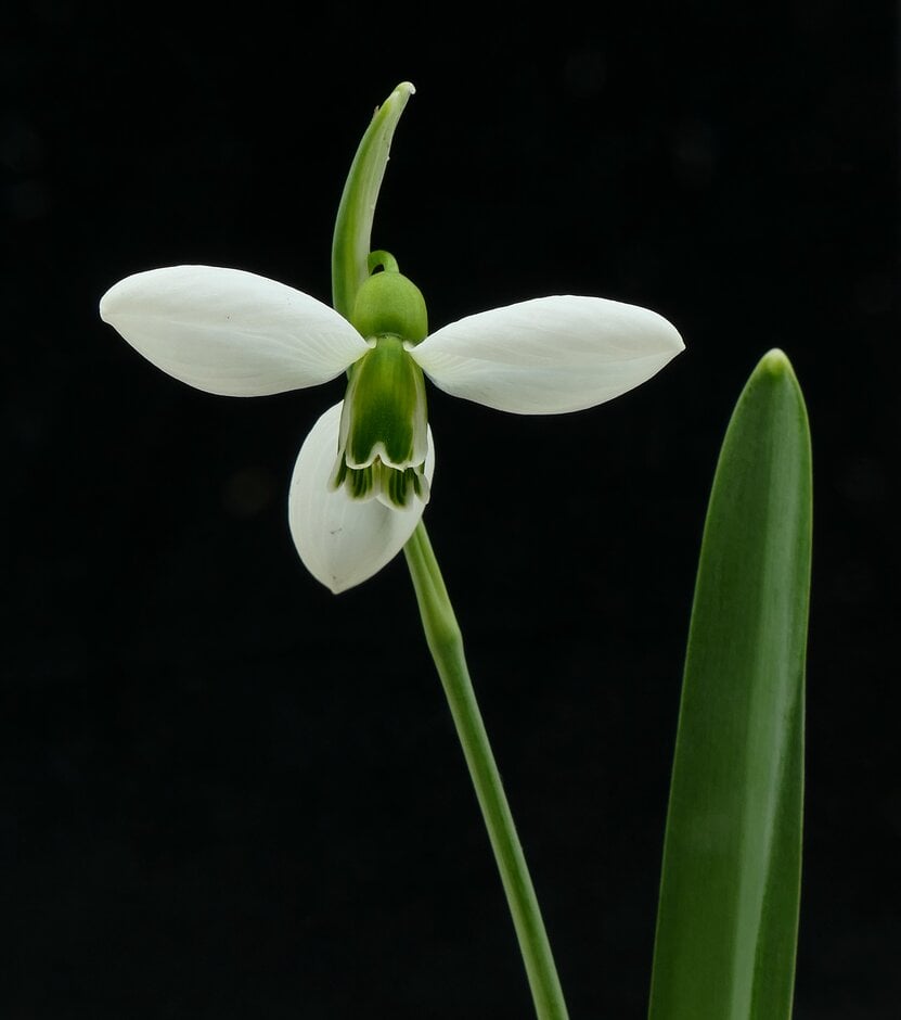 <i>Galanthus</i> 'Middleton'