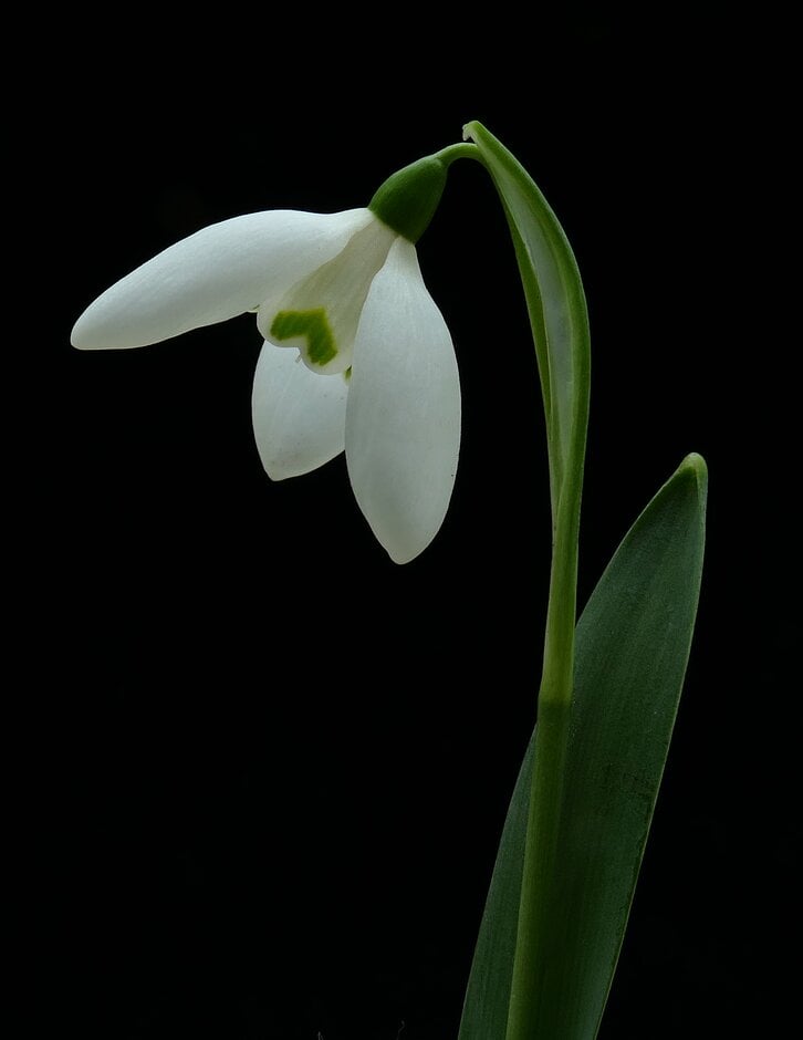 greater snowdrop 'Mrs Macnamara'