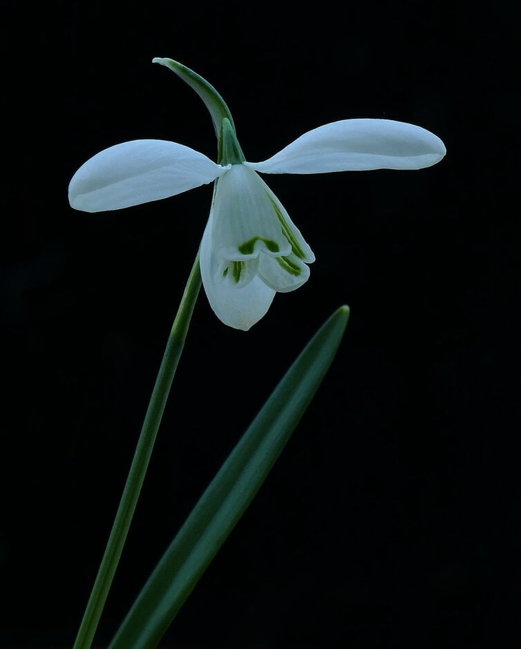 snowdrop 'Mrs Thompson'