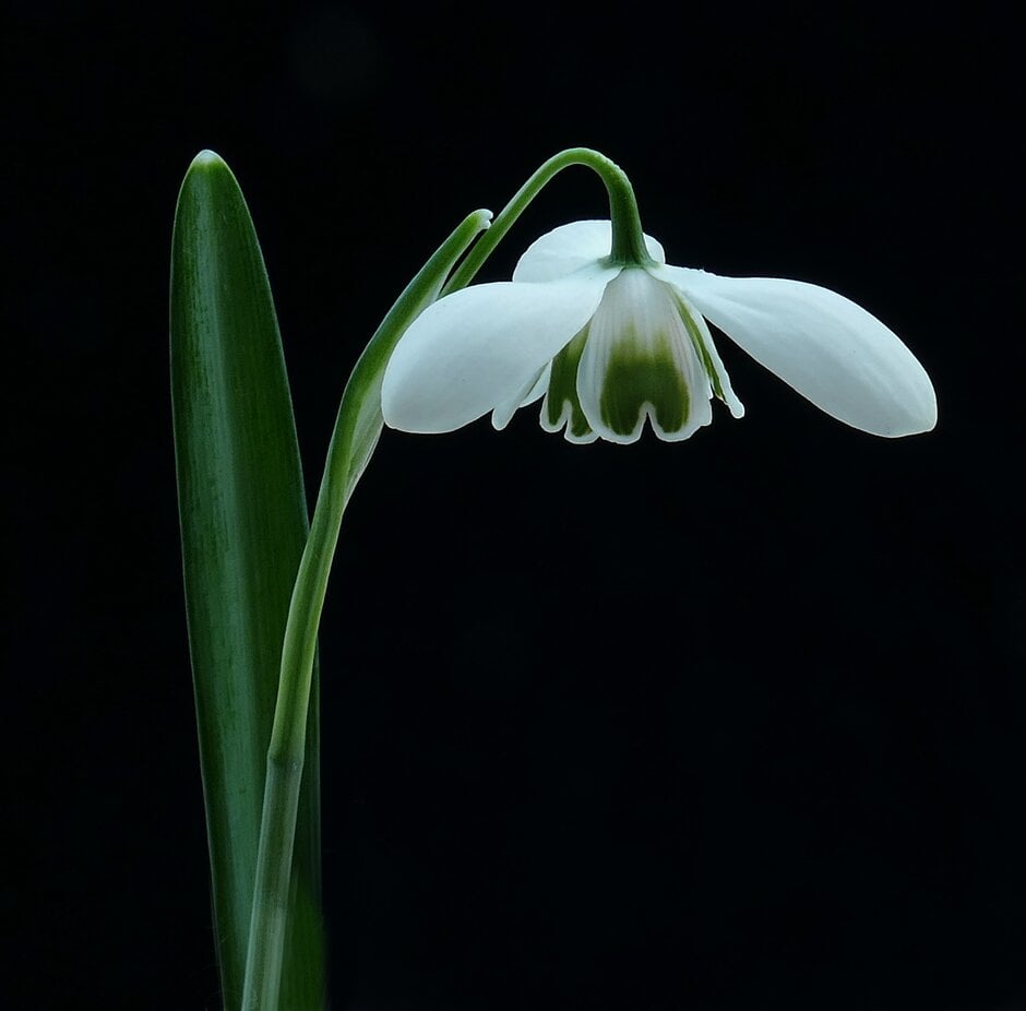 snowdrop 'Nerissa'