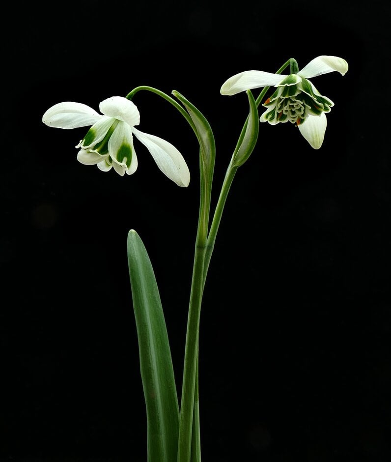 snowdrop 'Nerissa'