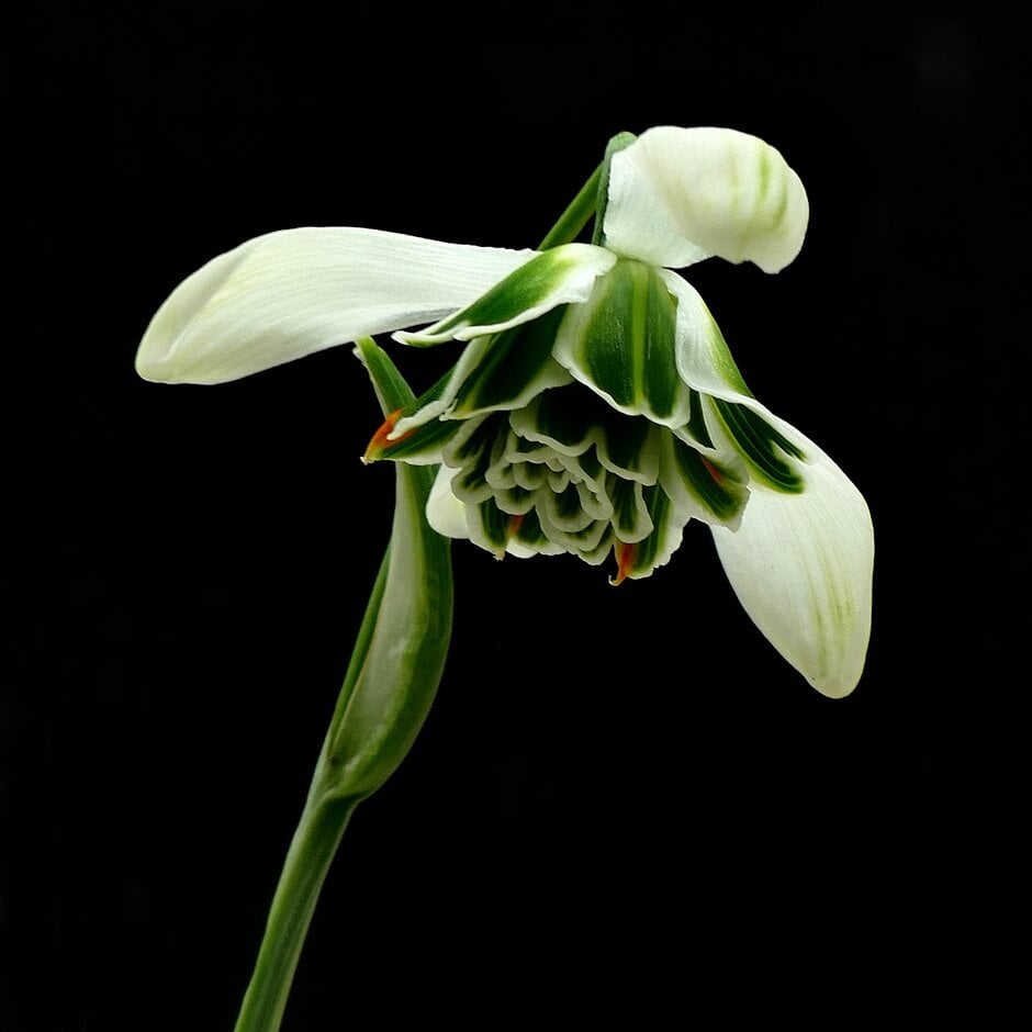snowdrop 'Nerissa'