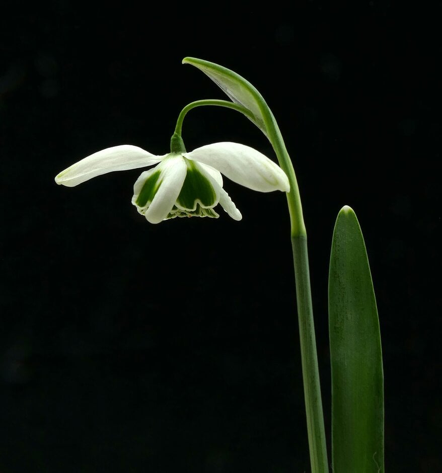 snowdrop 'Ophelia'
