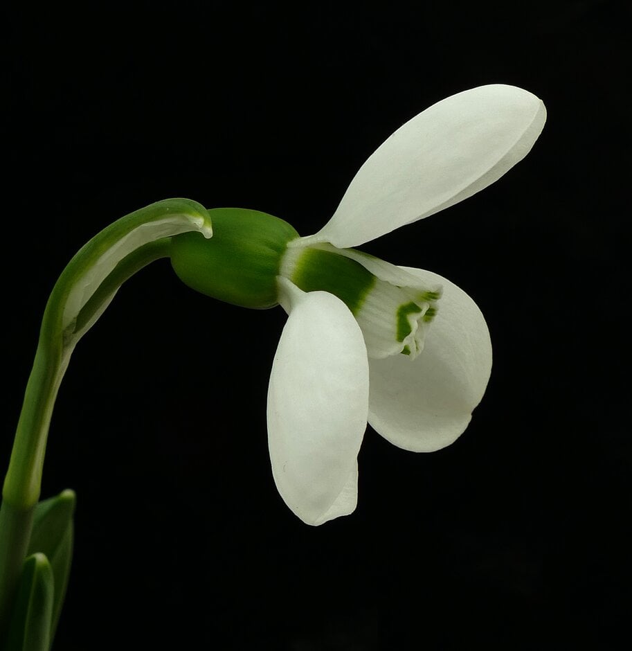 greater snowdrop 'Polar Bear'