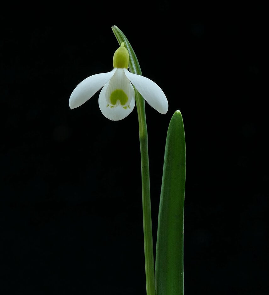 snowdrop 'Primrose Warburg'