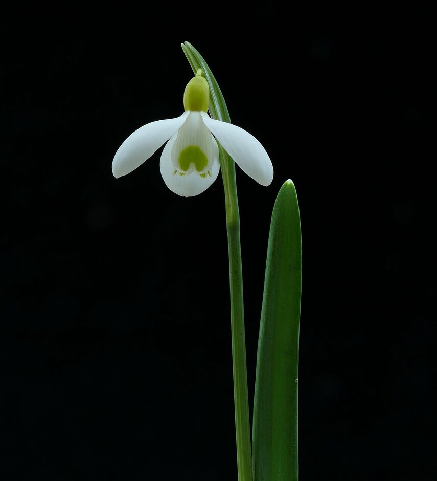 snowdrop 'Primrose Warburg'