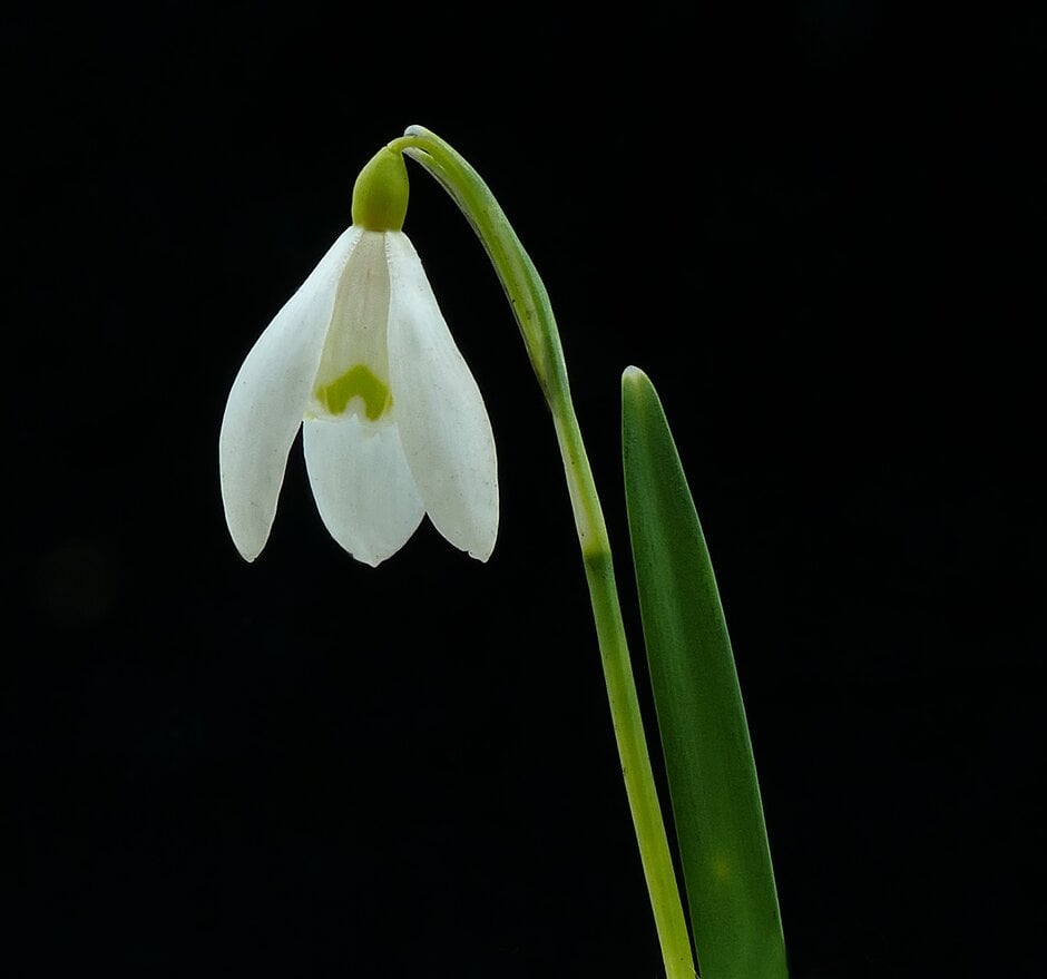 snowdrop 'Ray Cobb'