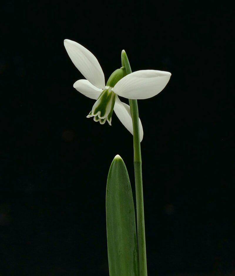 hybrid snowdrop 'Robin Hood'
