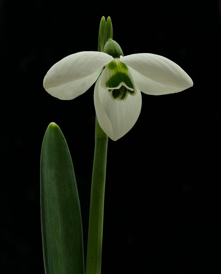 snowdrop 'Rodmarton Arcturus'