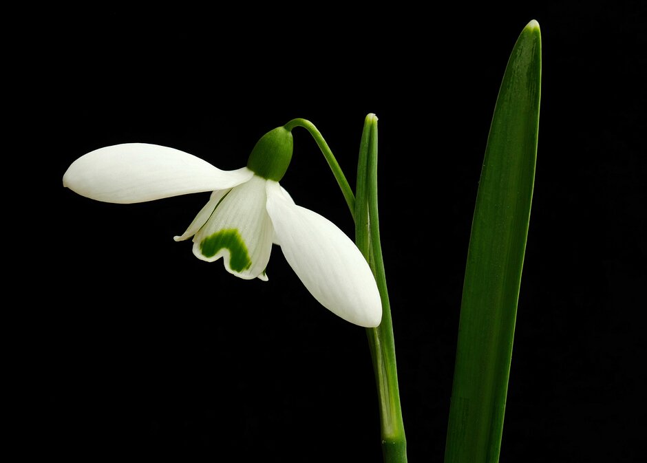 snowdrop 'S. Arnott'