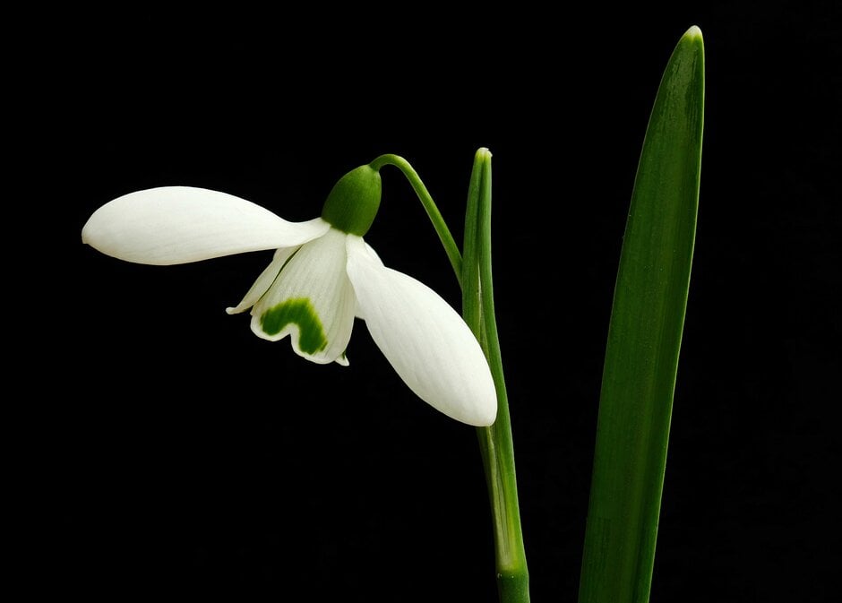 snowdrop 'S. Arnott'