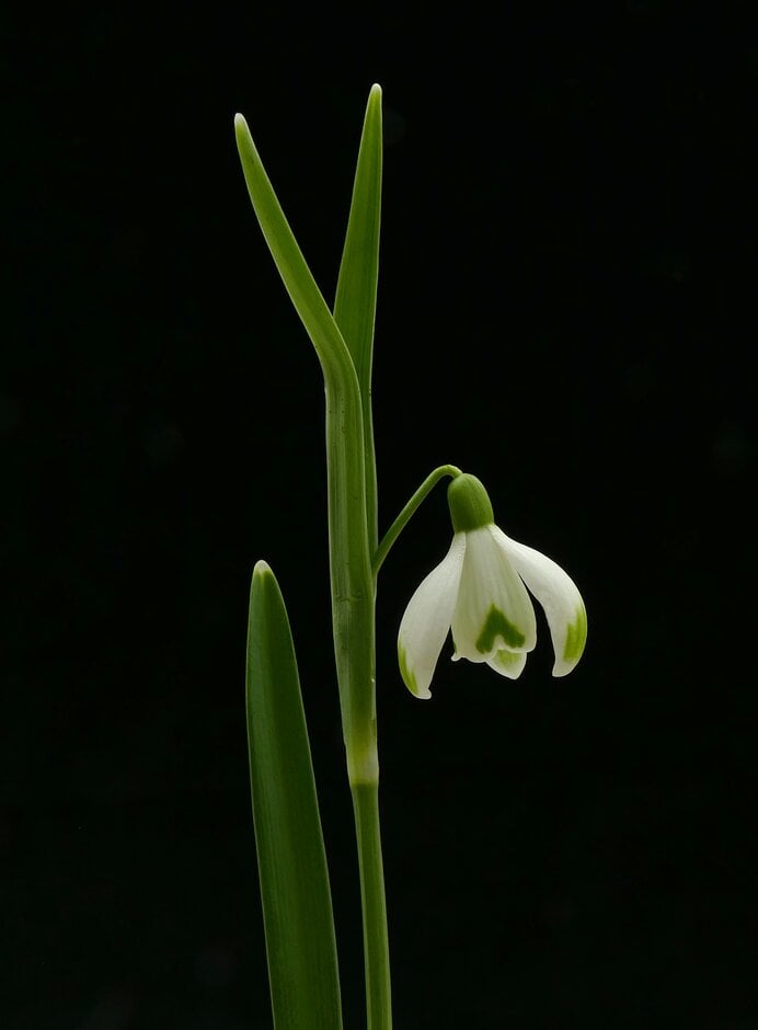 snowdrop Scharlockii Group