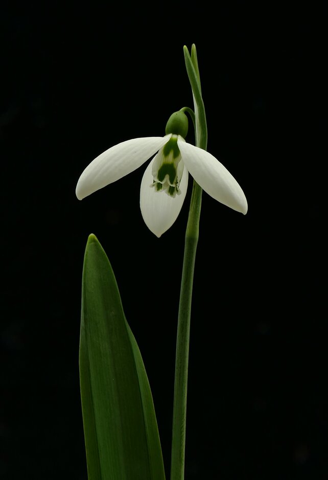 snowdrop 'Sentinel'
