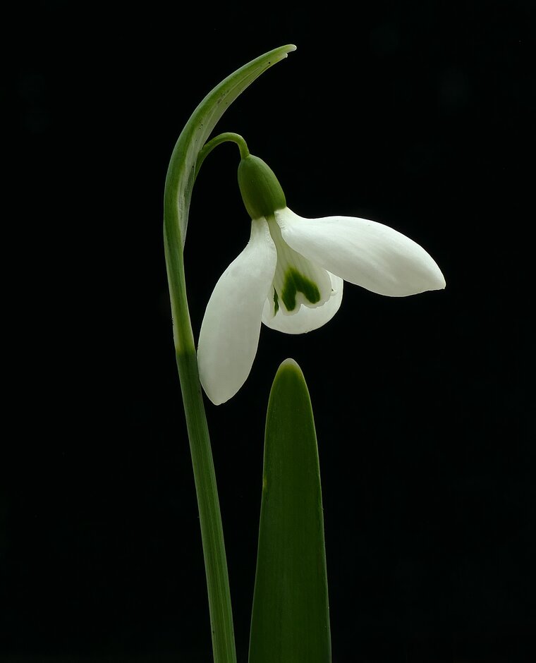 snowdrop 'Sibbertoft Manor'