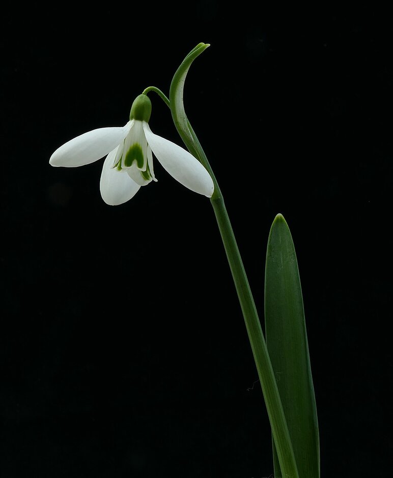 snowdrop 'Silverwells'
