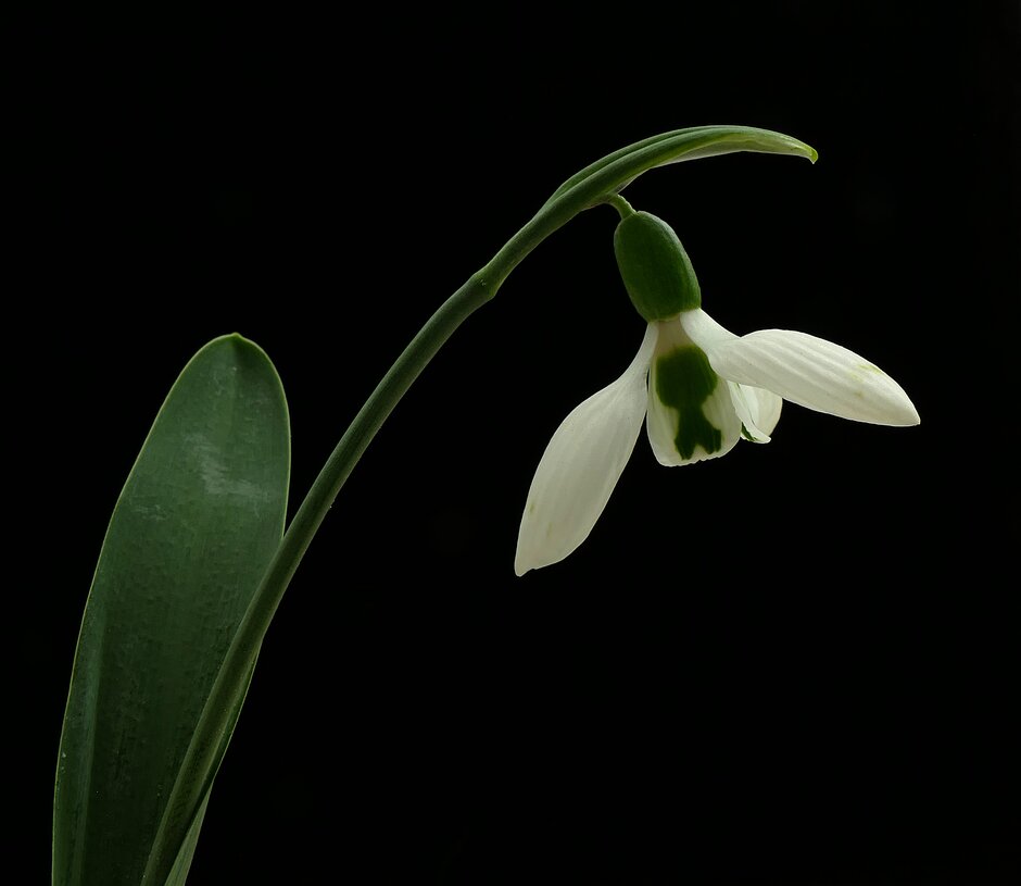 snowdrop 'Snow Fox'