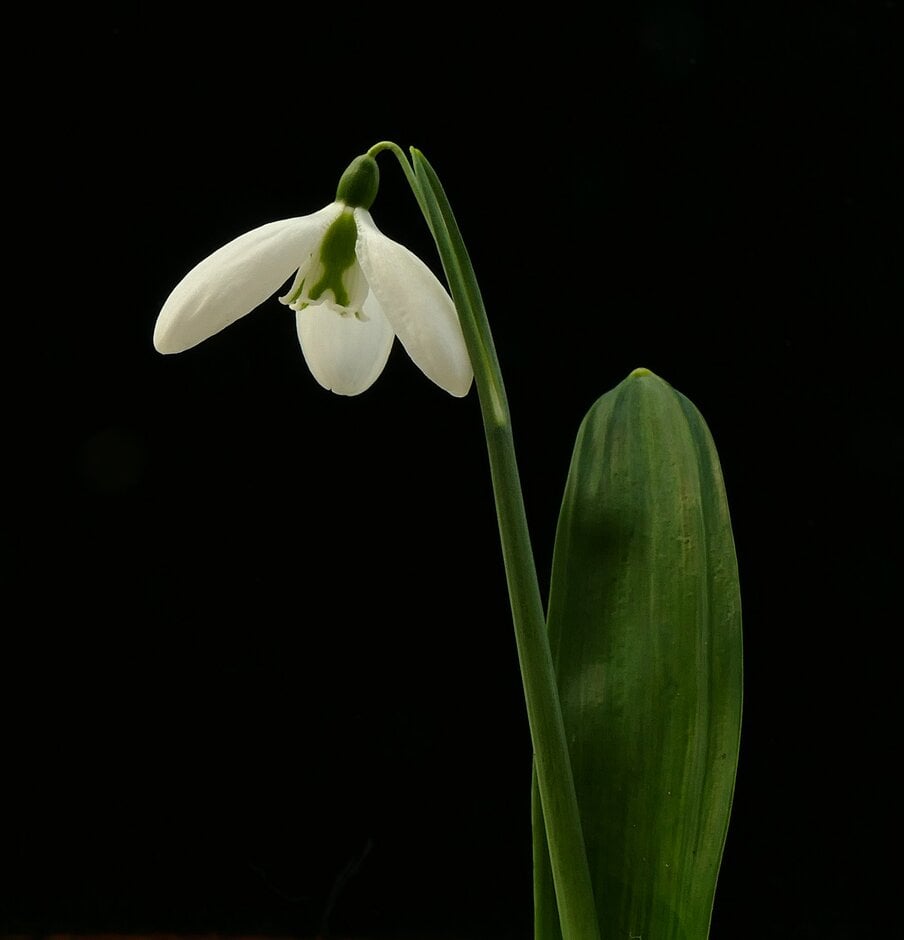 snowdrop 'Sophie North'