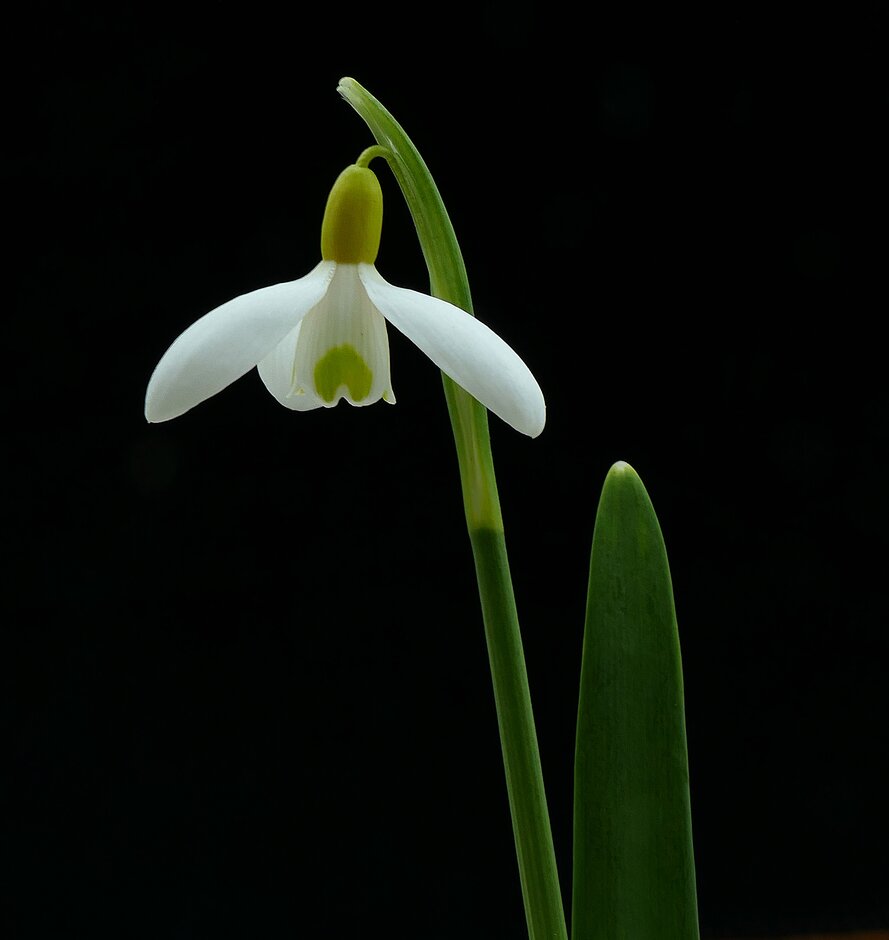 snowdrop 'Spindlestone Surprise'