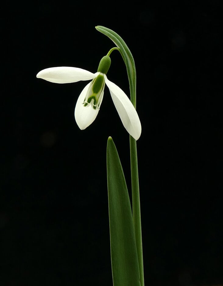 snowdrop 'Saint Anne's'